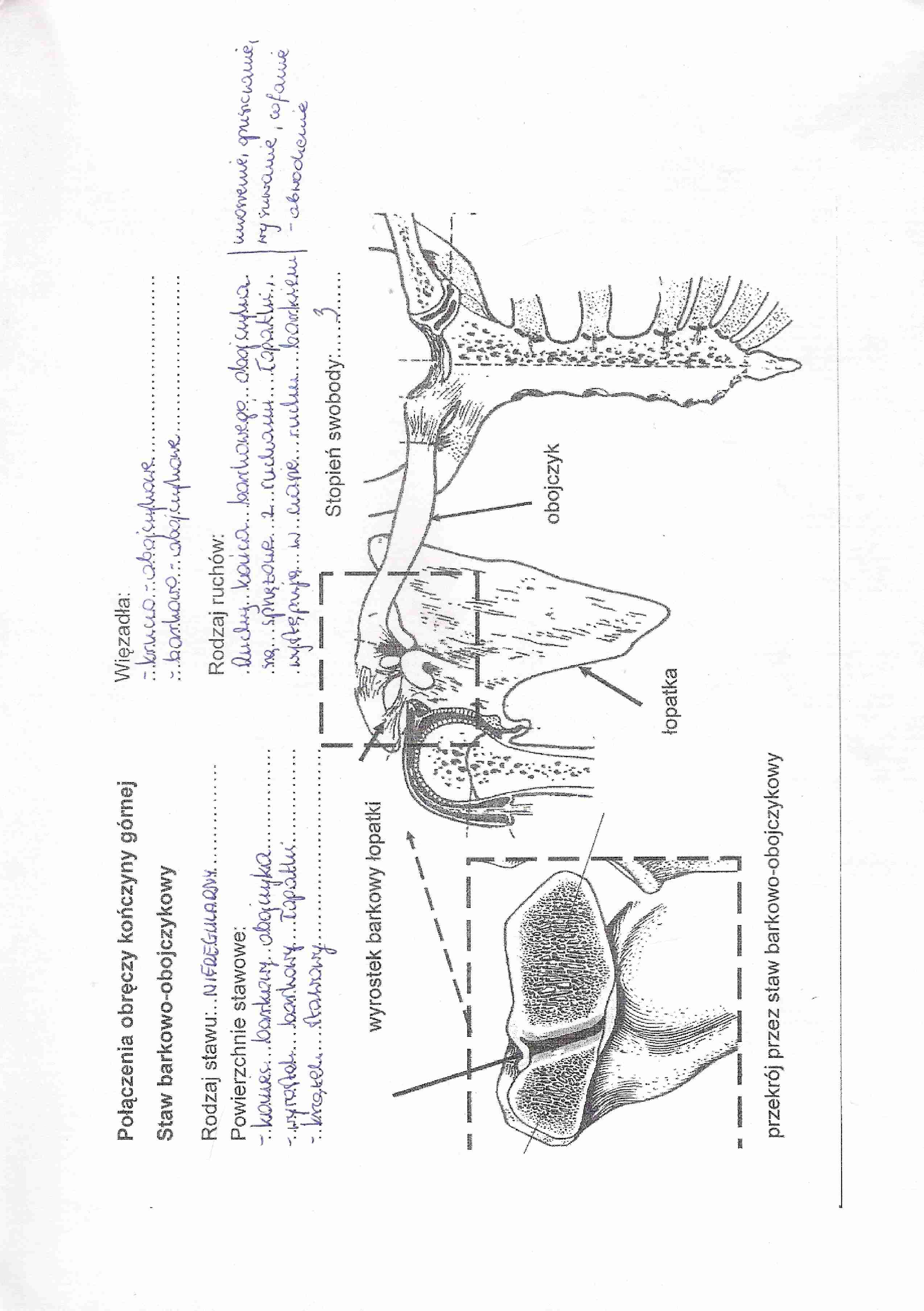 Anatomia - kończyna górna 3 - strona 1