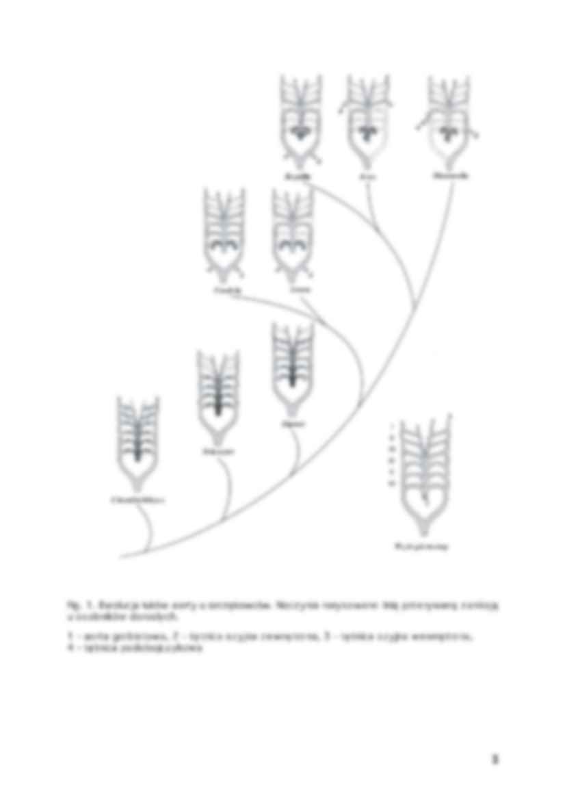 Ćwiczenie - Anatomia miękka kręgowców - strona 2