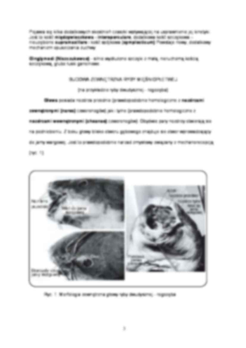 Zoologia kręgowców - ćwiczenie 3 - strona 3