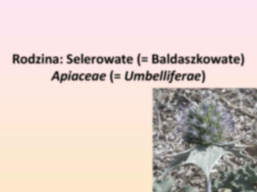 Przewodnik do rozpoznawania roślin użytkowych i trujących - rodzina Selerowate - strona 3