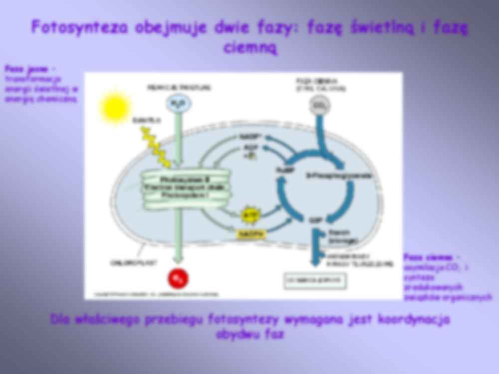 Barwniki fotosyntetycznie aktywne - strona 3