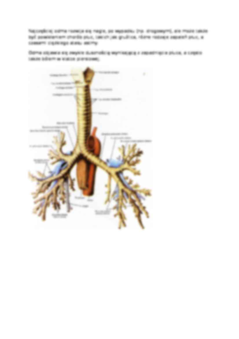 Anatomia człowieka - Wykład 6 - strona 2