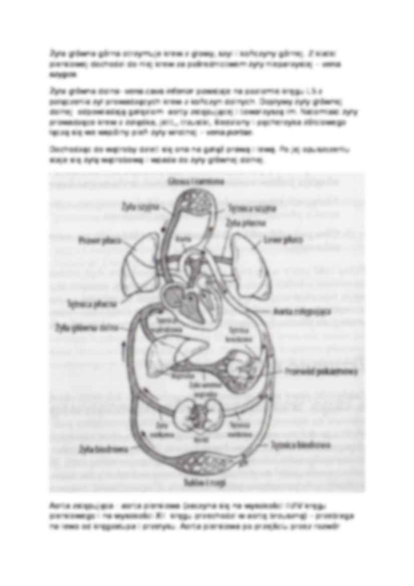 Anatomia człowieka - Wykład 7 - strona 2