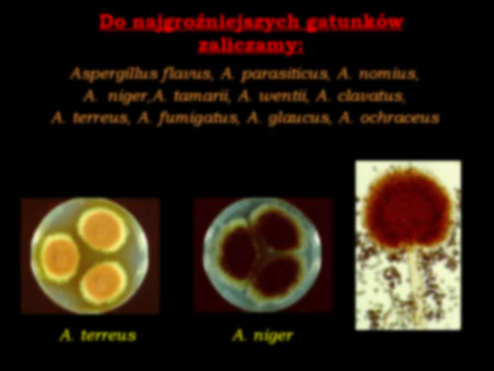 Mikrobiologia - wykład 5 - strona 2