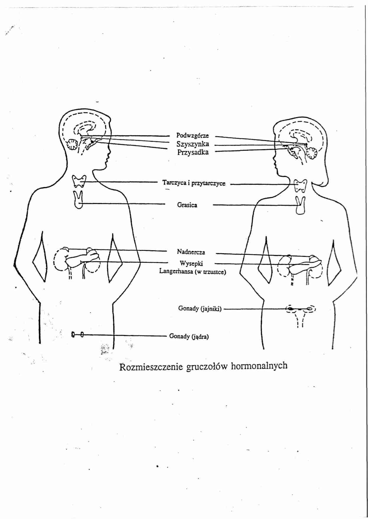 Rozmieszczenie gruczołów hormonalnych - strona 1