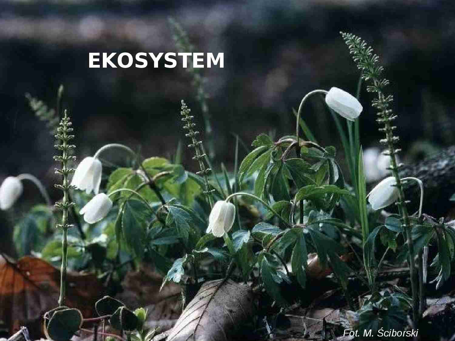 Ekosystem- prezentacja - strona 1