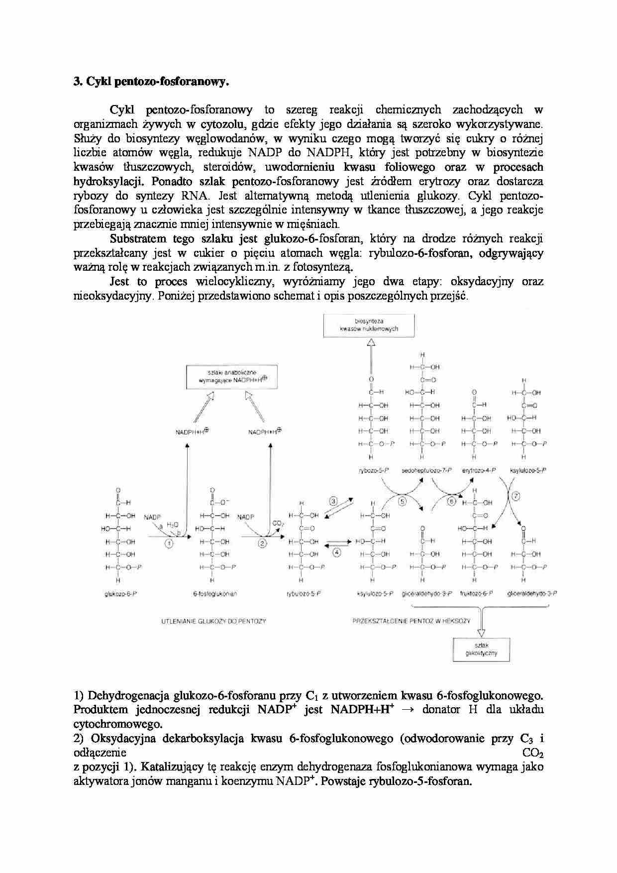 Cykl pentozo-fosforanowy - strona 1