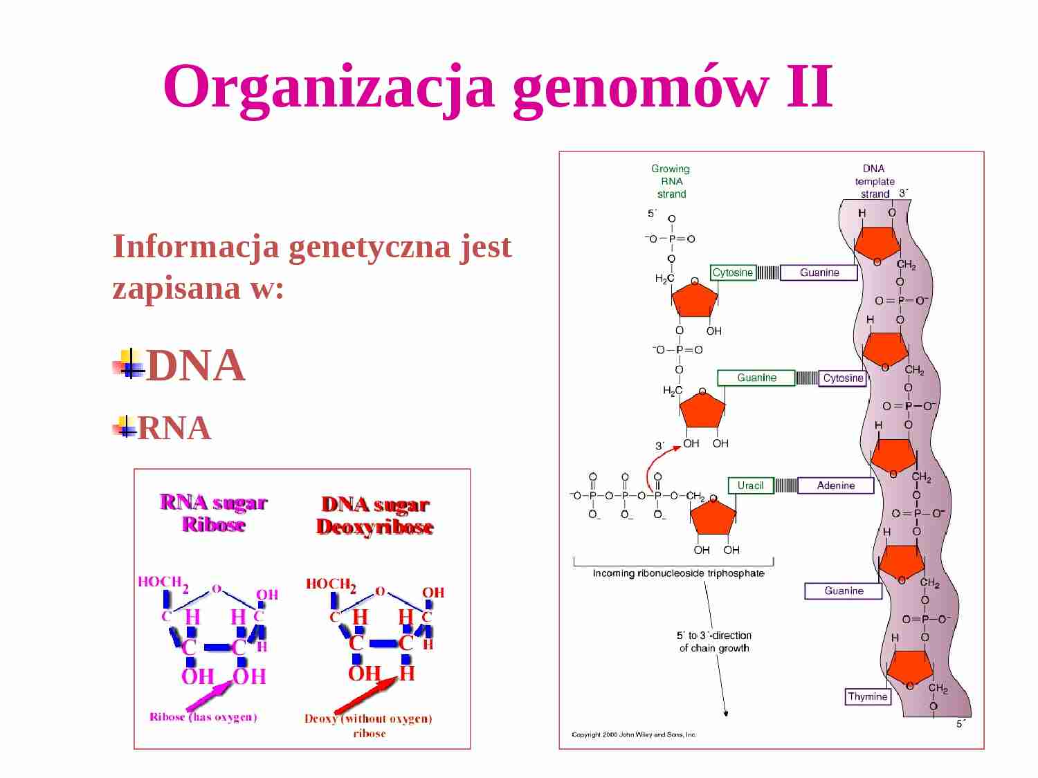 Organizacja genomów II - strona 1