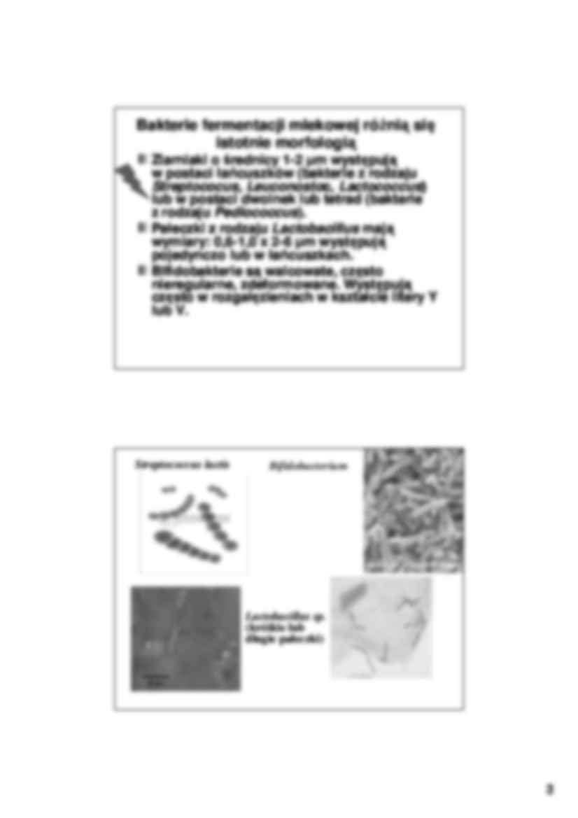 Bakterie fermentacji mlekowej- charakterystyka - strona 3