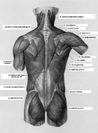 opis mięśni - grafika