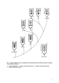 Ćwiczenie - Anatomia miękka kręgowców