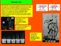 Wykład  5 - fizjologia rozwoju roślin