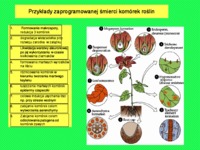 Wykład 14 - fizjologia rozwoju roślin