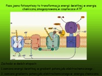 faza-jasna-fotosyntezy