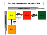 Cykl komórkowy -  Ekspresja genów
