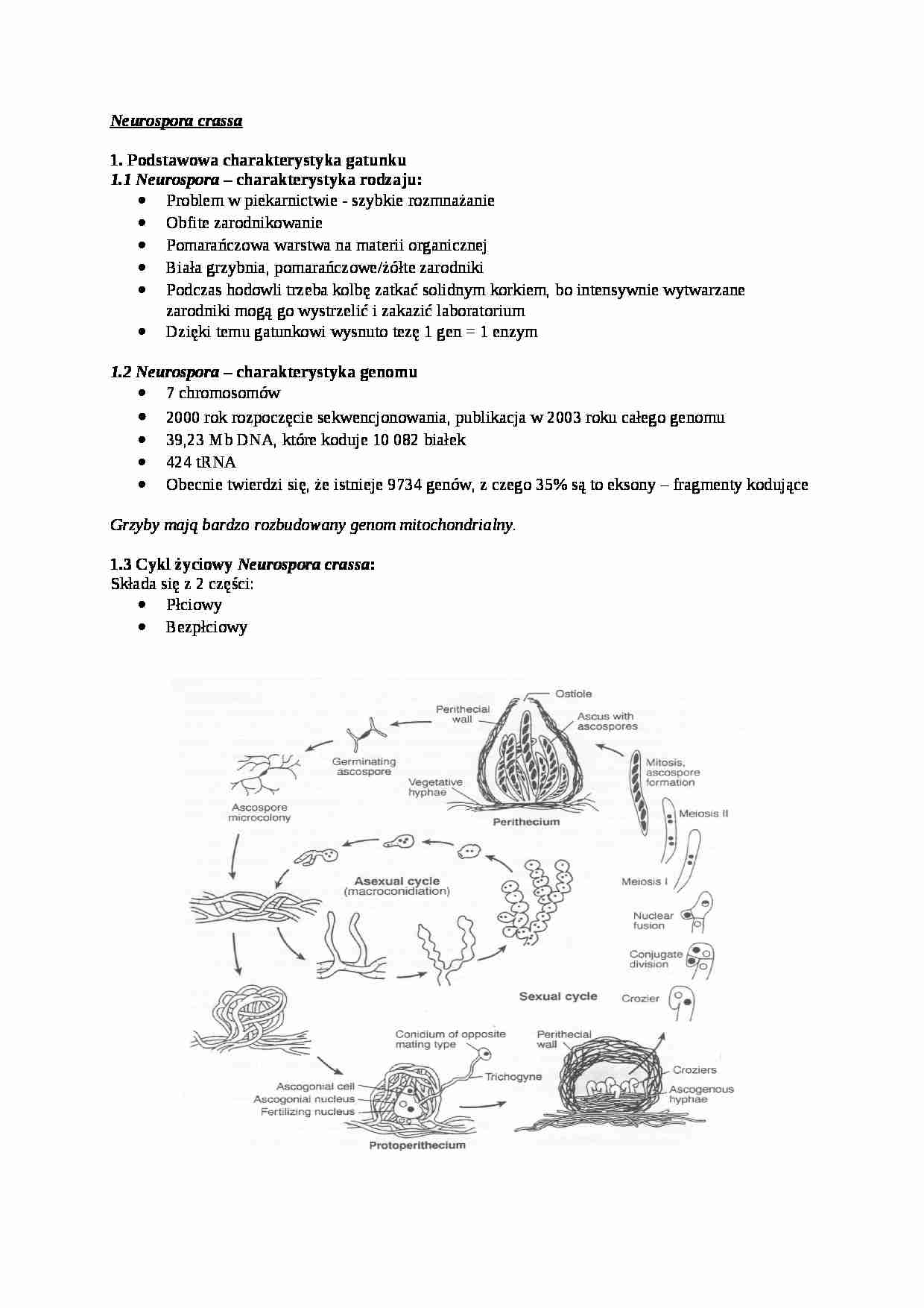 Genetyka grzybów, Neurospora crassa  - omówienie - strona 1