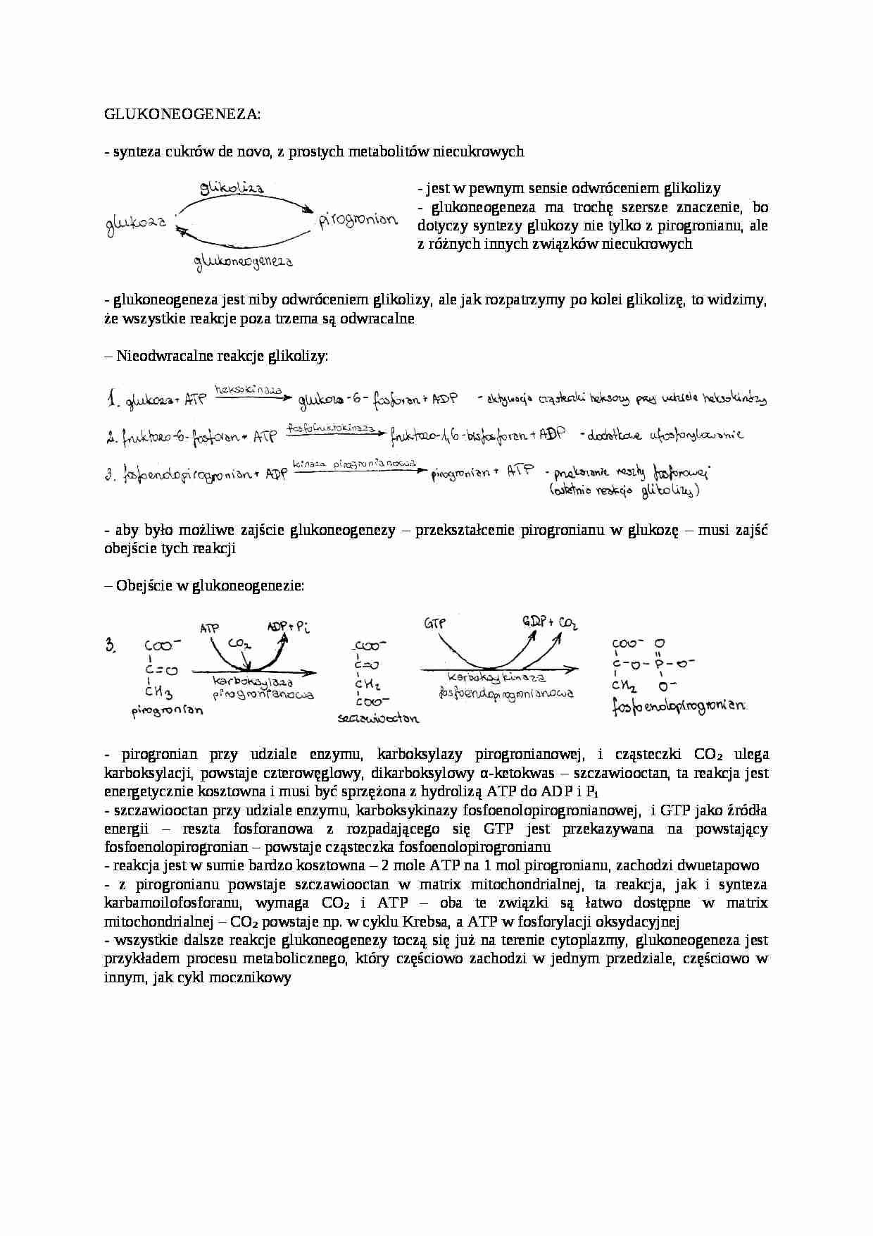 Glukoneogeneza-opracowanie - strona 1