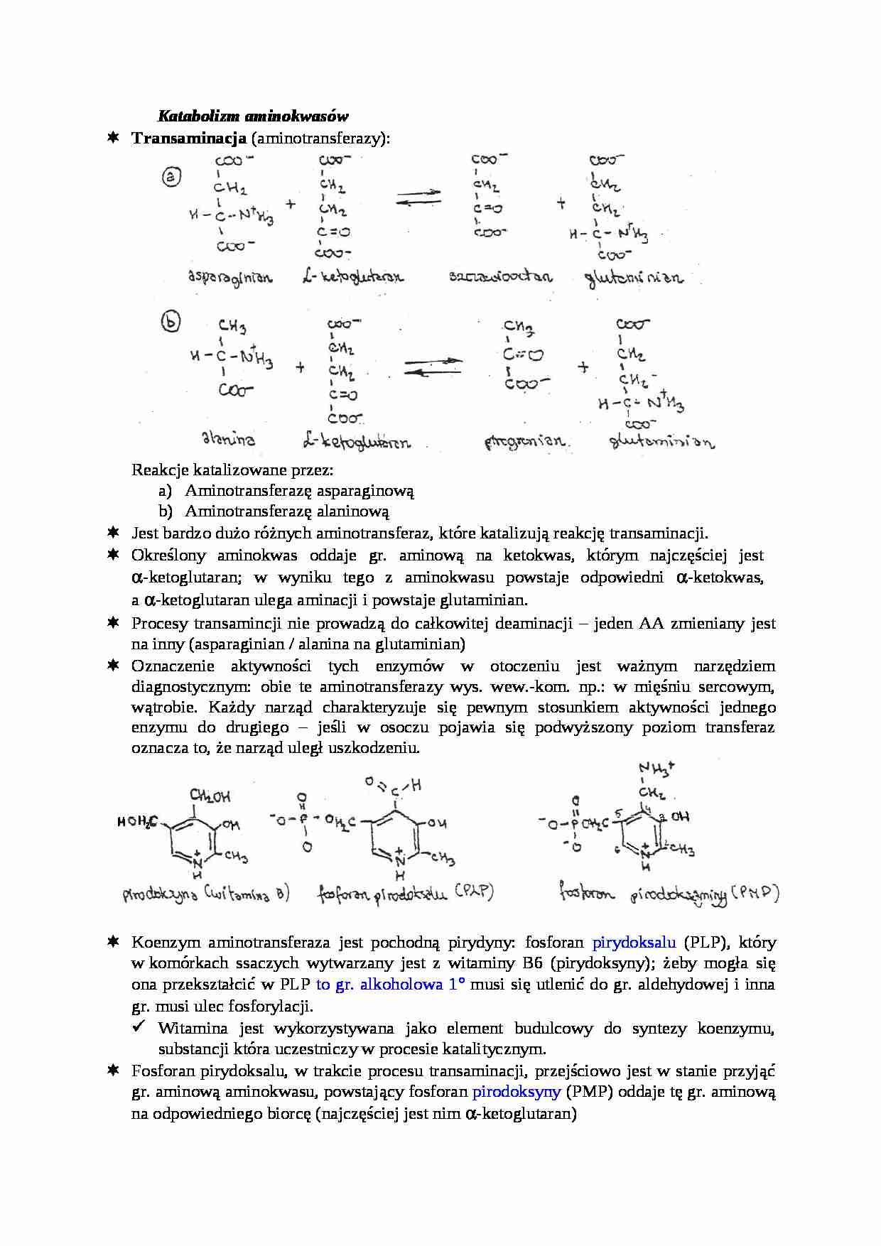 Katabolizm aminokwasów-opracowanie - strona 1