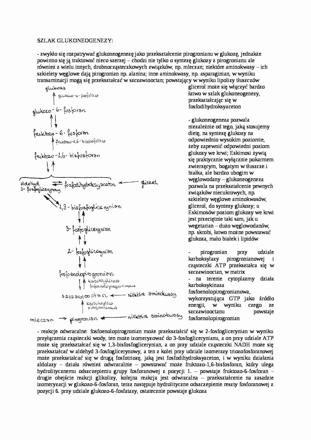 Szlak glukoneogenezy-opracowanie - strona 1