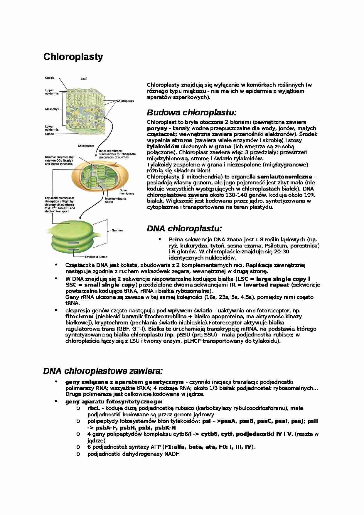 Chloroplasty-opracowanie - strona 1