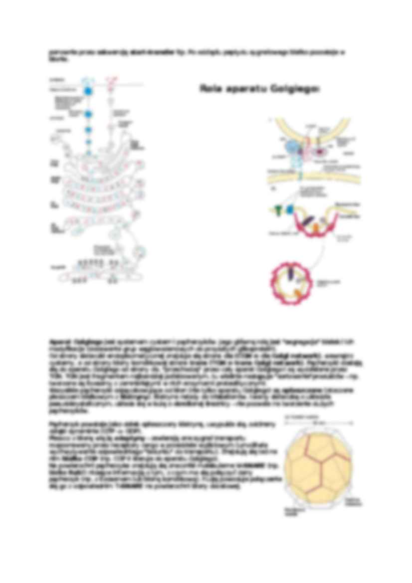 Losy białek w cytoplazmie-opracowanie - strona 2