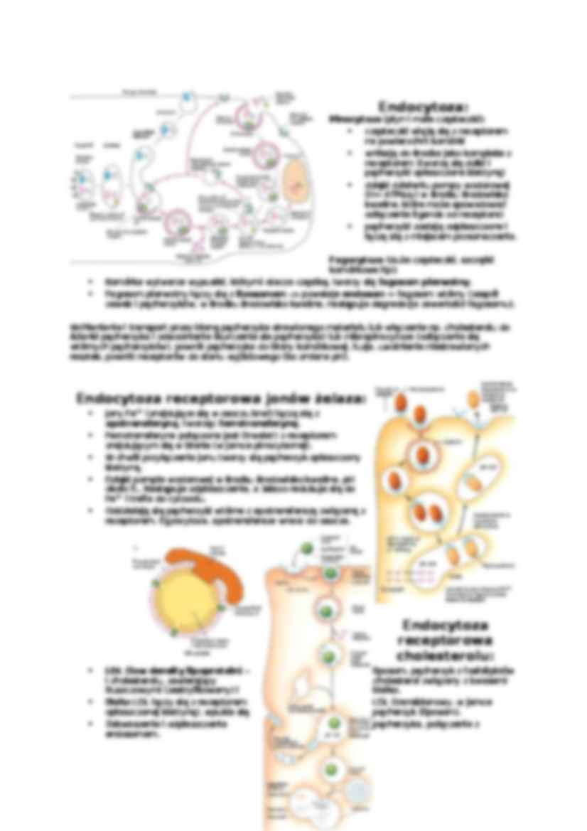 Losy białek w cytoplazmie-opracowanie - strona 3