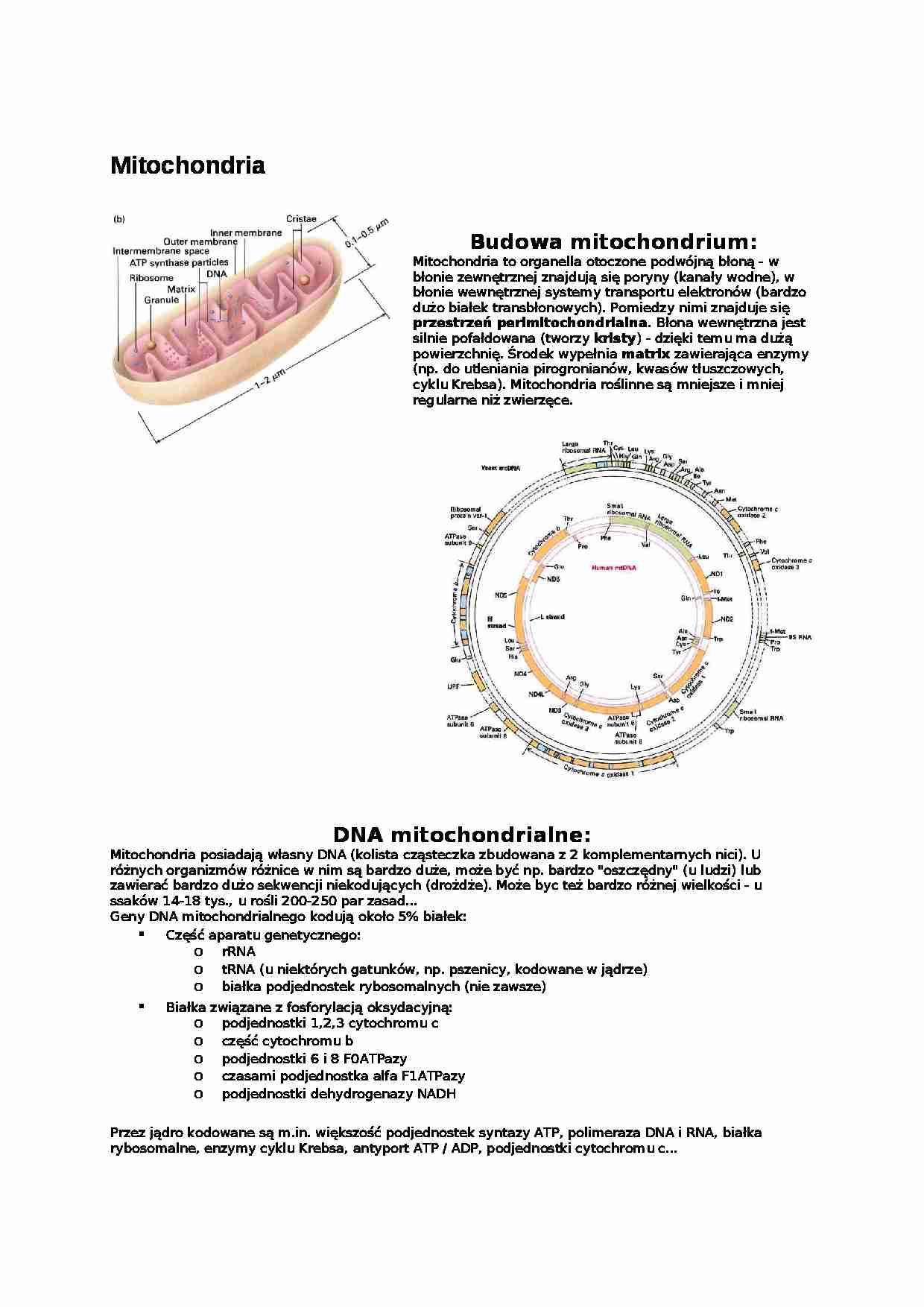 Mitochondria-opracowanie - strona 1