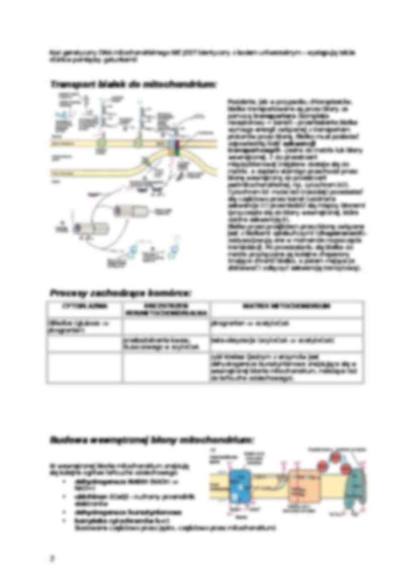 Mitochondria-opracowanie - strona 2