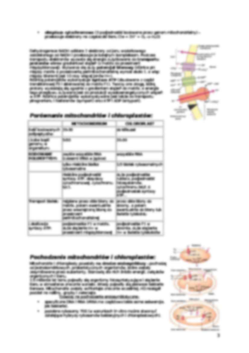Mitochondria-opracowanie - strona 3