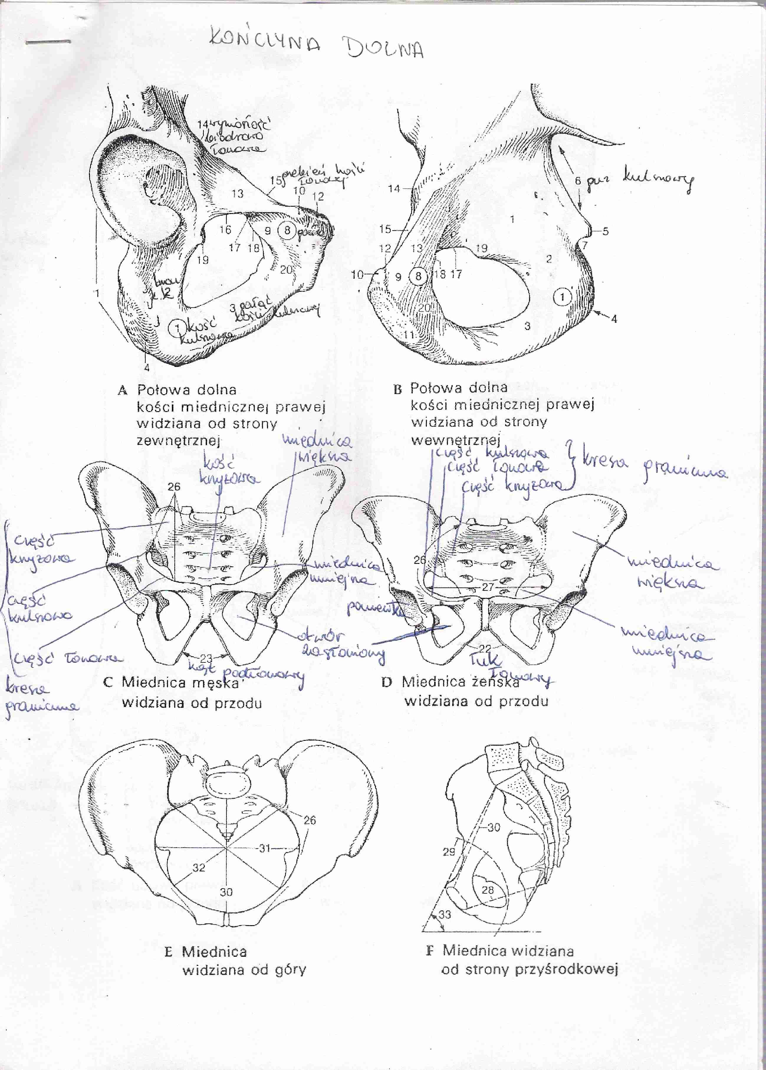 anatomia, kończyna dolna kości i stawy 1 - strona 1