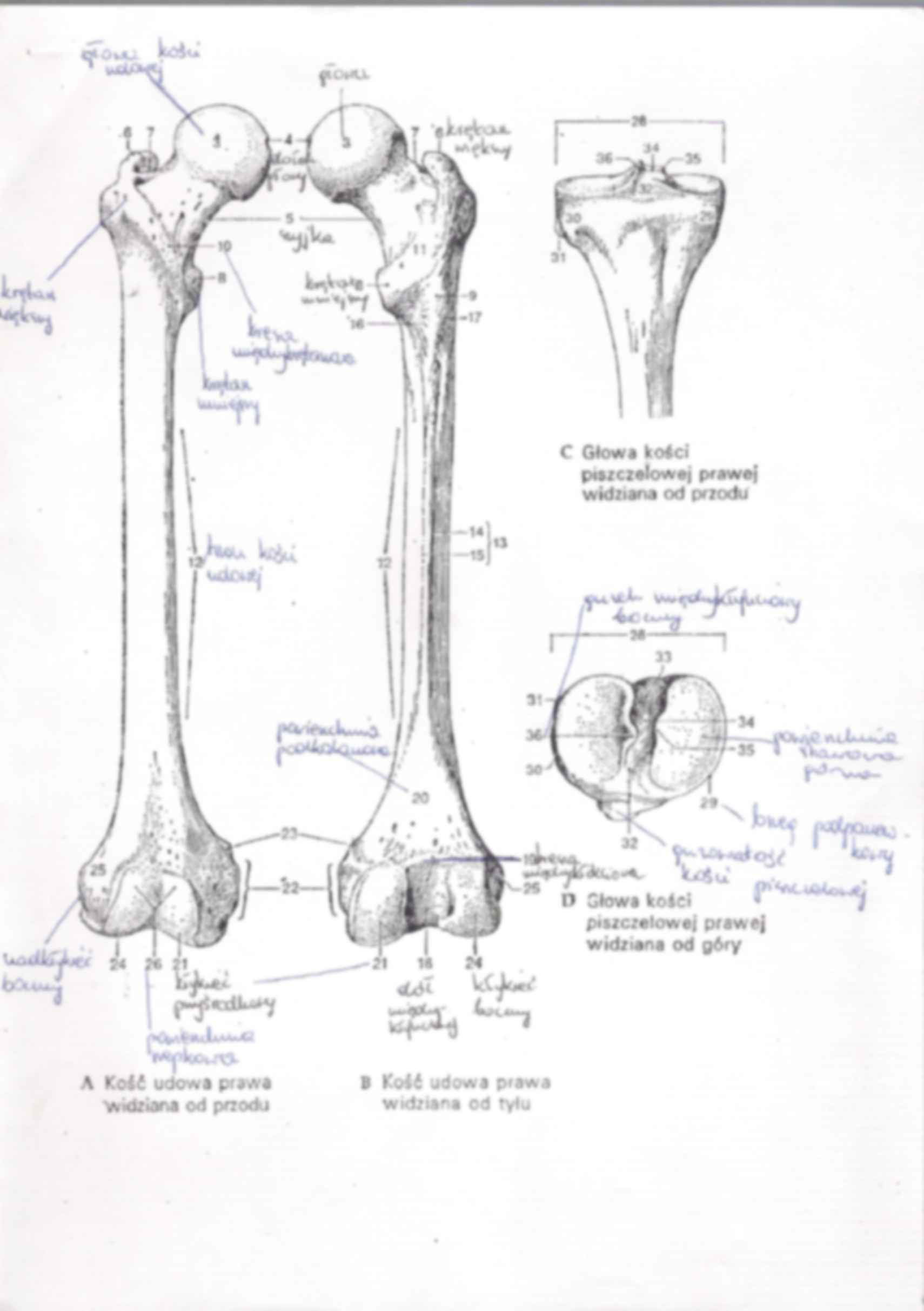 anatomia, kończyna dolna kości i stawy 1 - strona 2