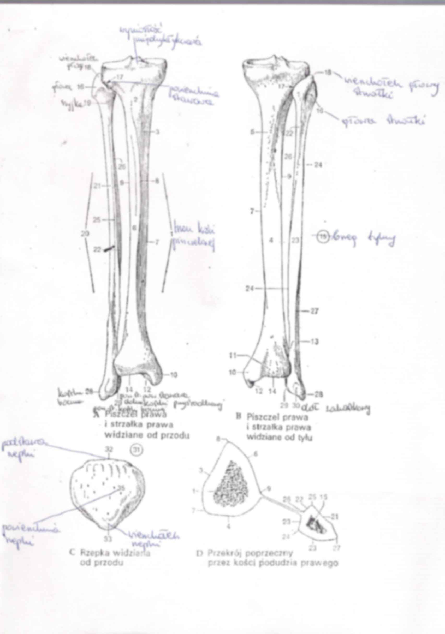 anatomia, kończyna dolna kości i stawy 1 - strona 3