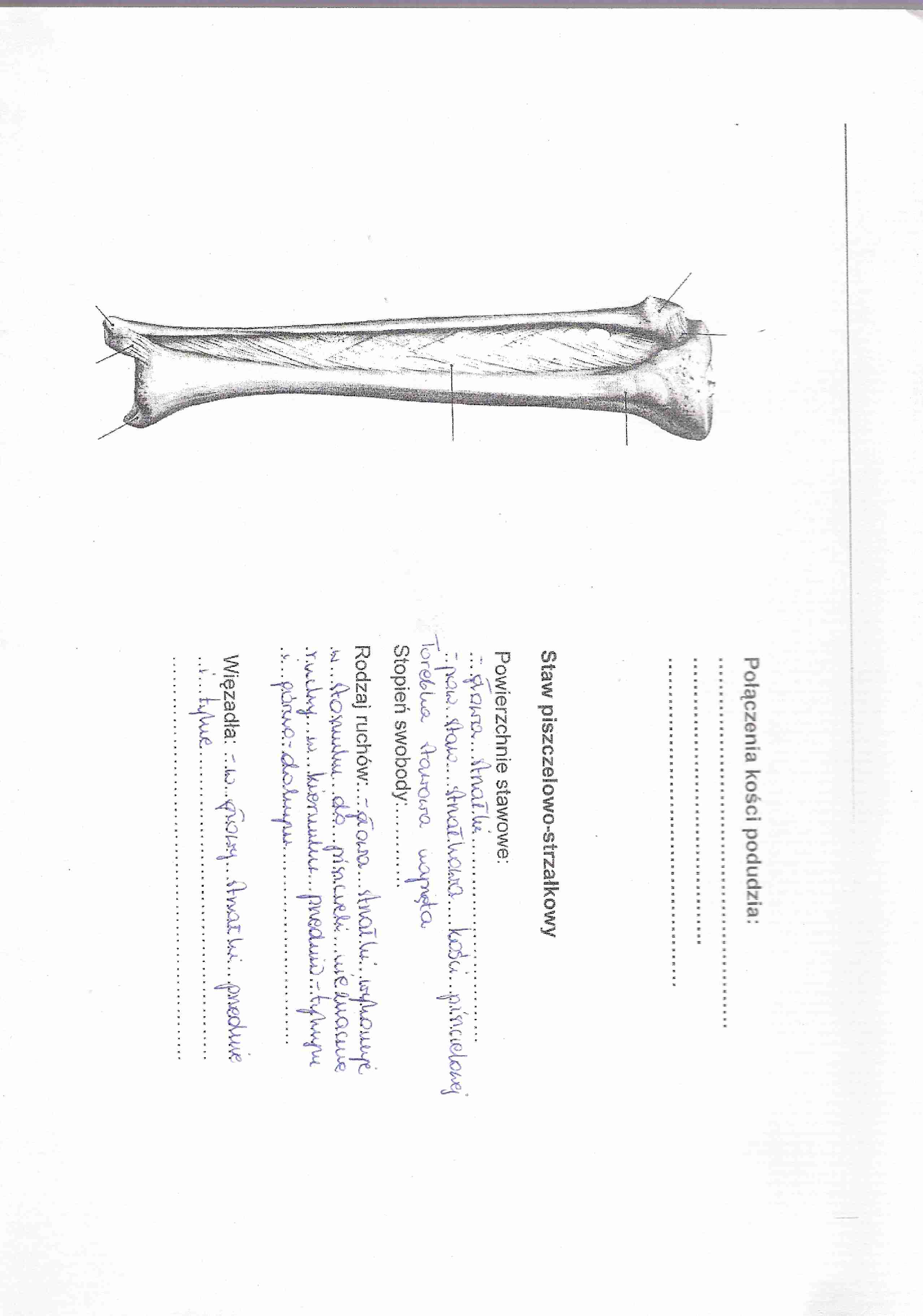 anatomia kończyna dolna stawy i mięśnie 2 - strona 1