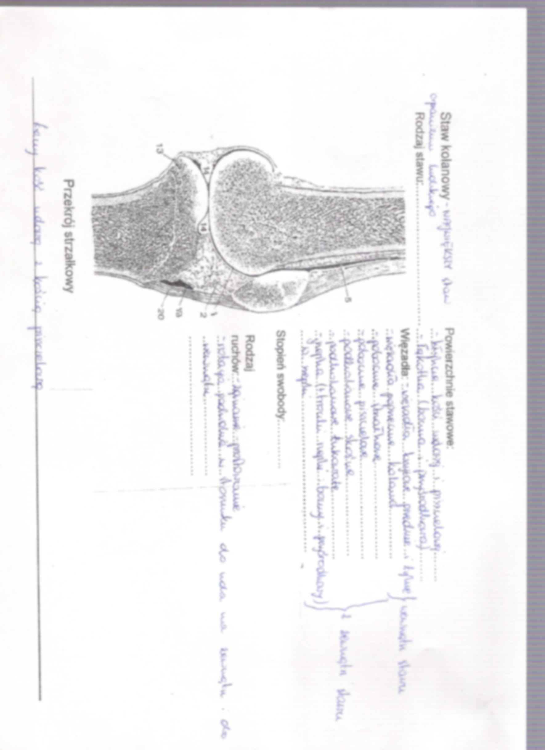 anatomia kończyna dolna stawy i mięśnie 2 - strona 2