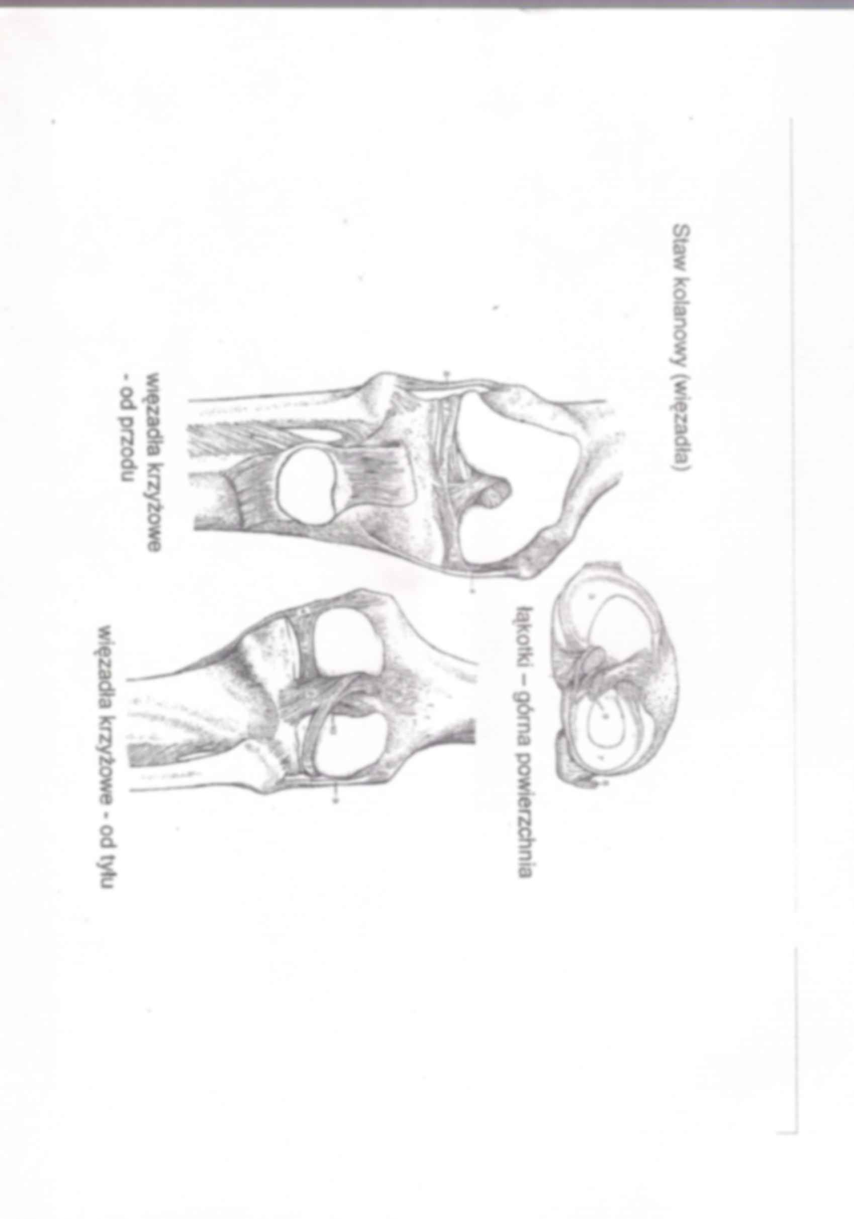 anatomia kończyna dolna stawy i mięśnie 2 - strona 3