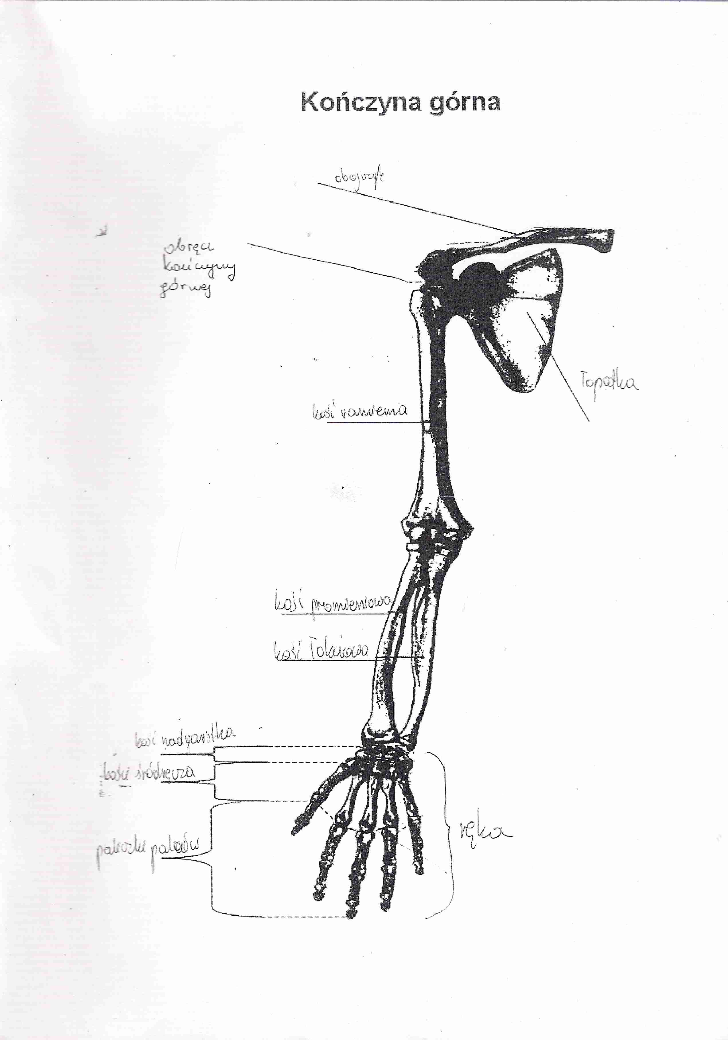 anatomia, kończyna górna2 - strona 1