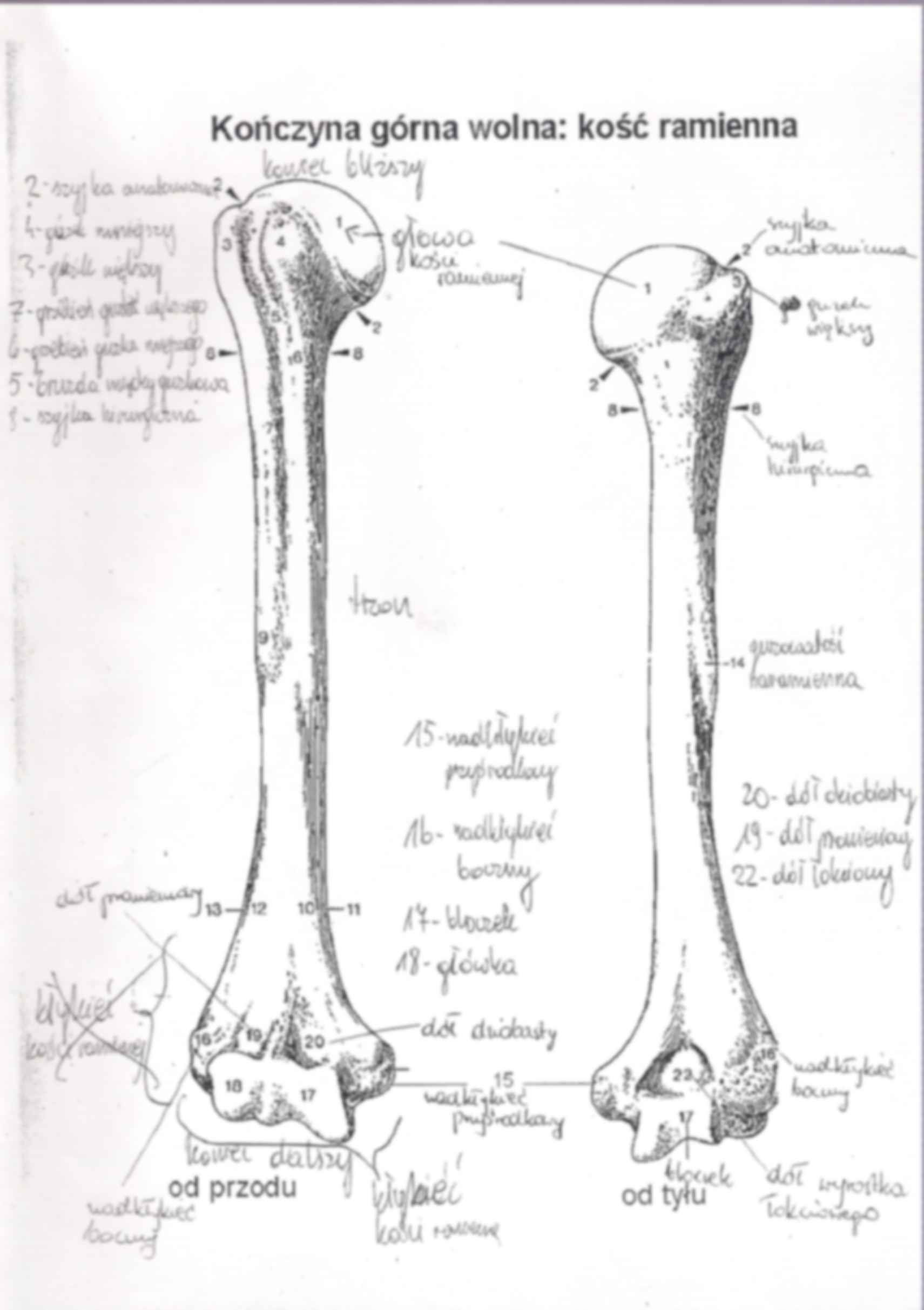 anatomia, kończyna górna2 - strona 2