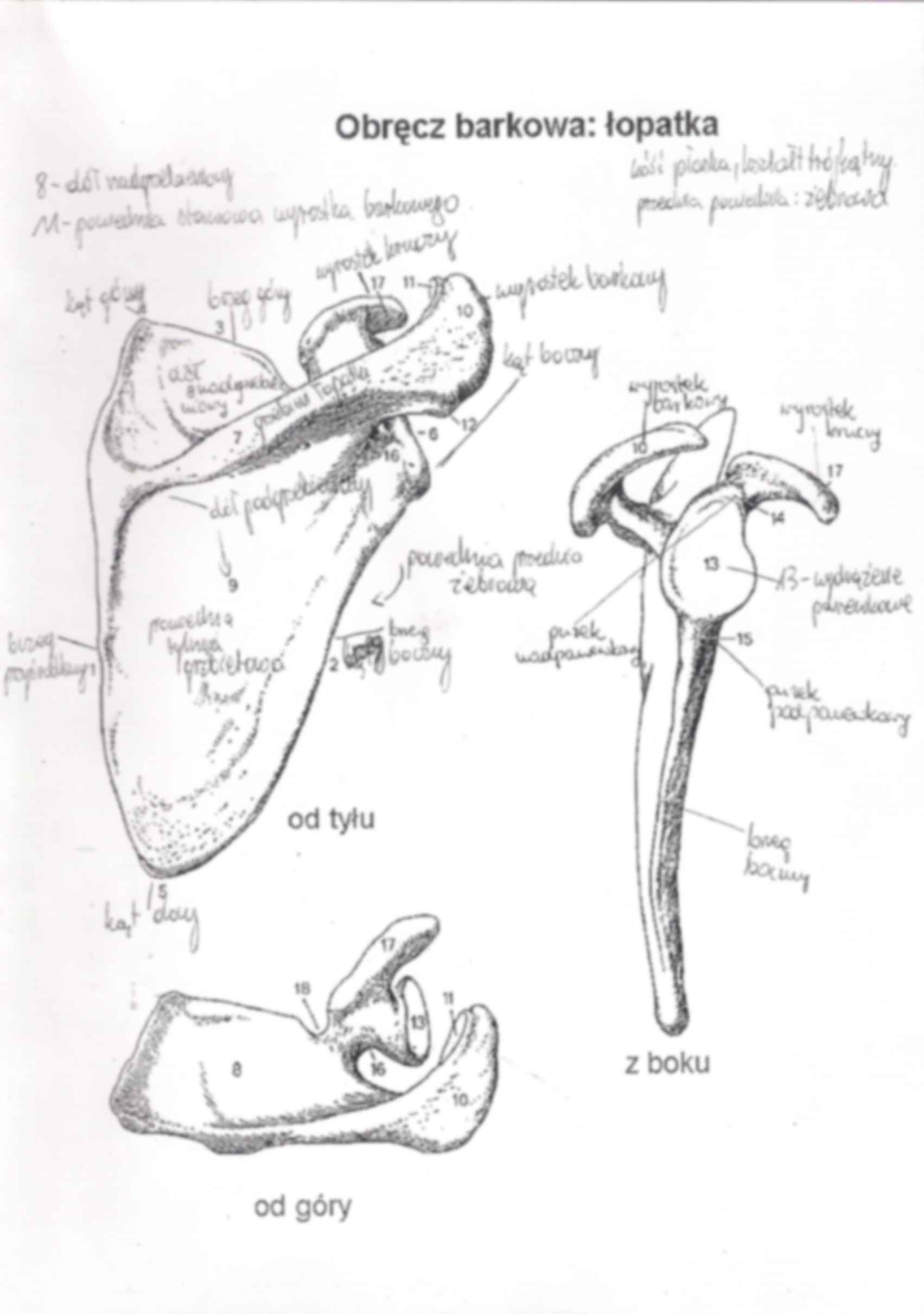 anatomia, kończyna górna2 - strona 3