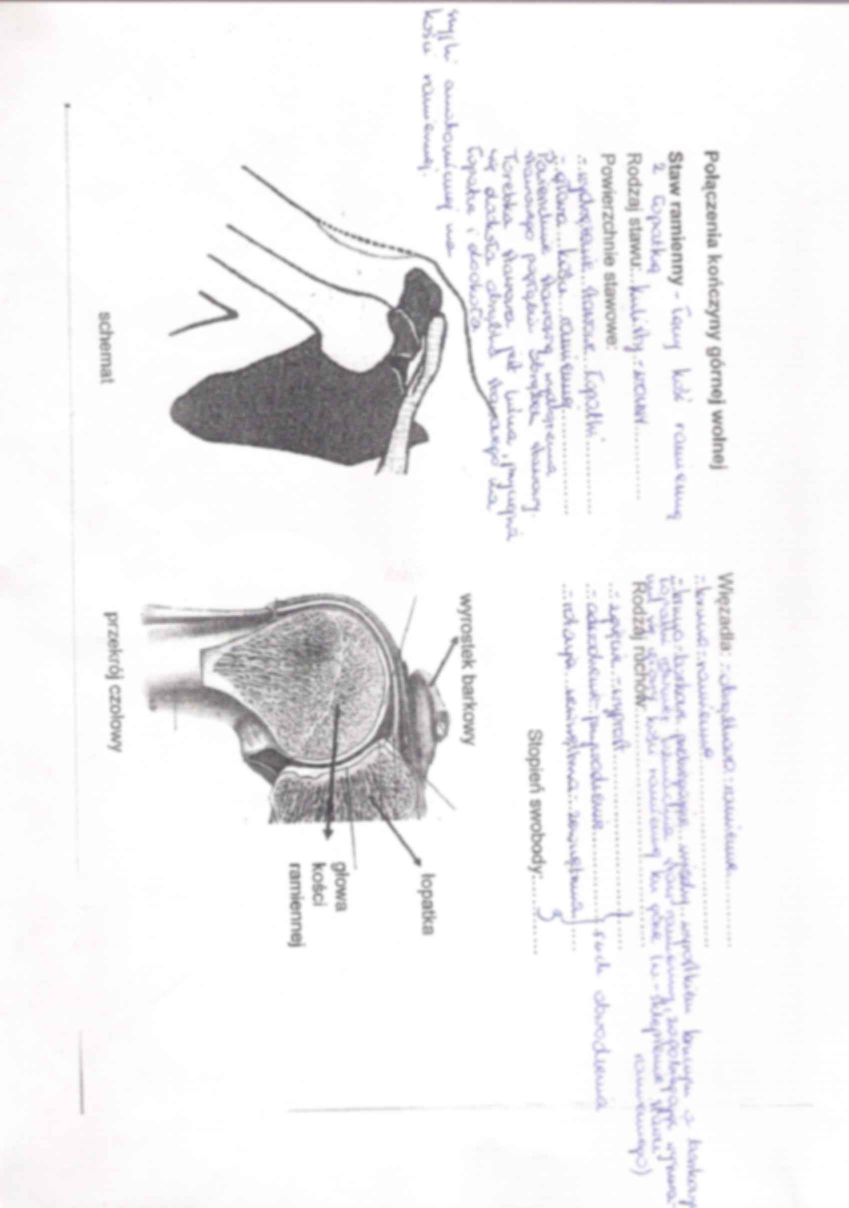 Anatomia - kończyna górna 3 - strona 2