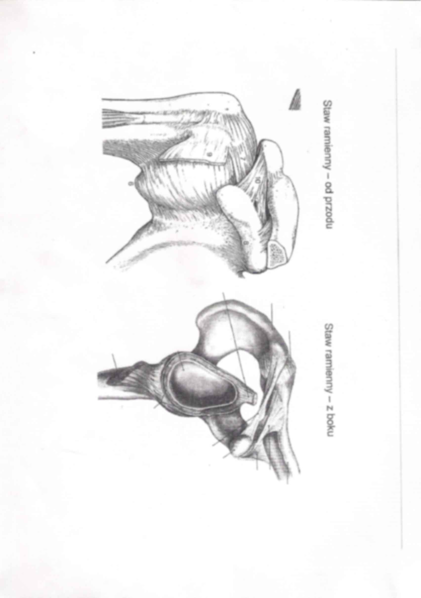 Anatomia - kończyna górna 3 - strona 3