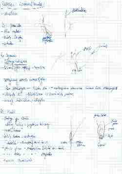 systematyka podklasy Commelinidae (wykład) - strona 1