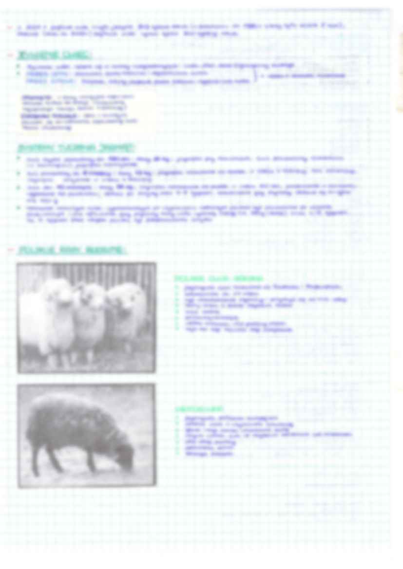 BPPZ - owce i kozy - strona 3