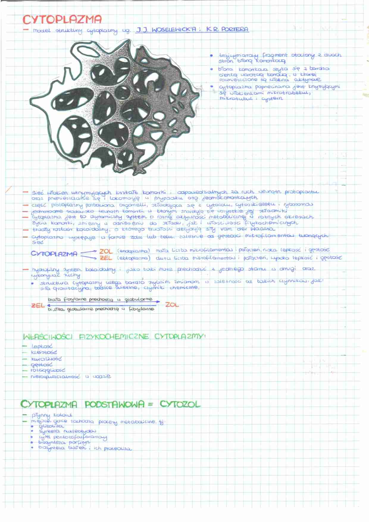 Budowa komórki - cytoplazma - strona 1