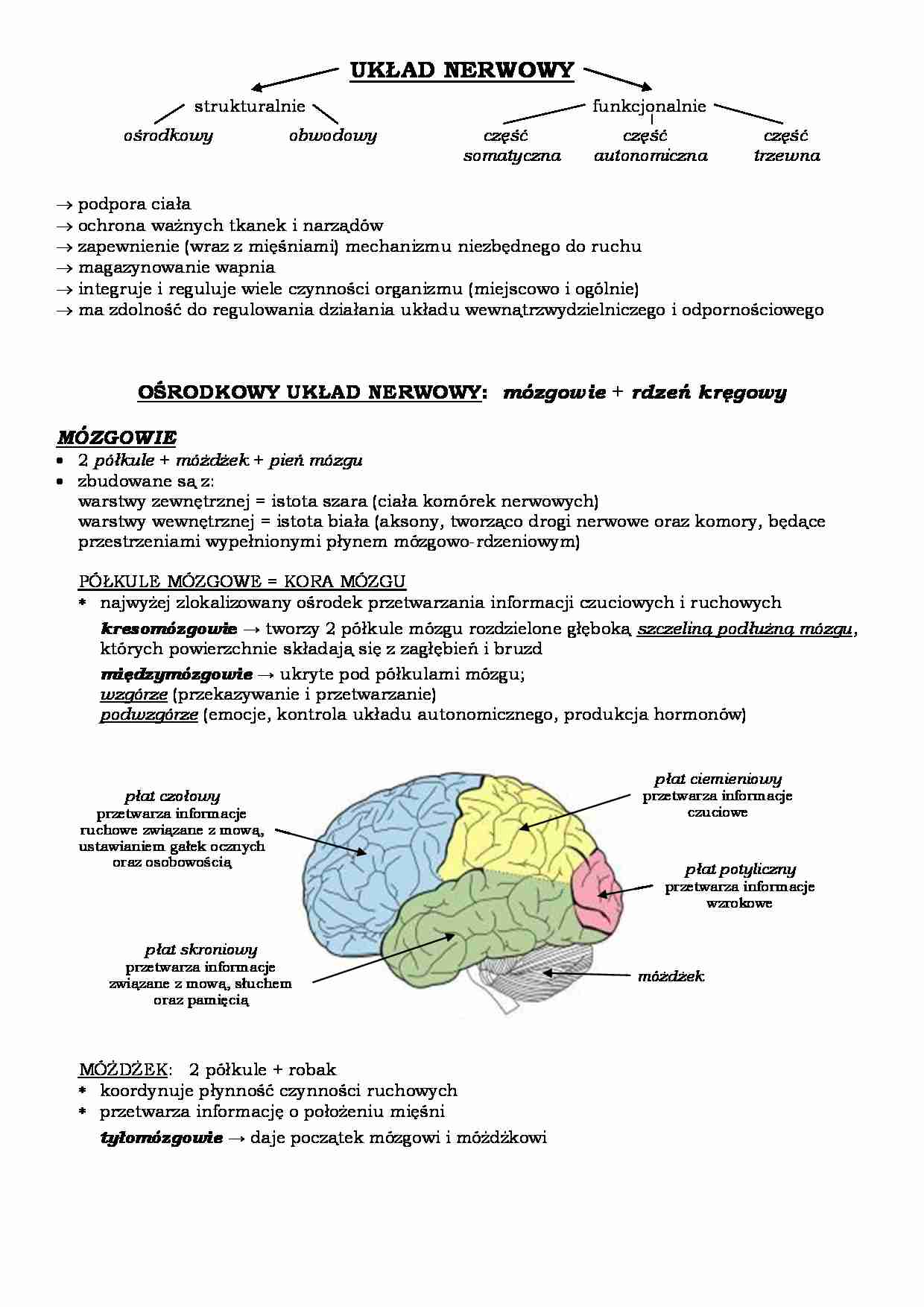 Układ nerwowy i układ oddechowy - strona 1