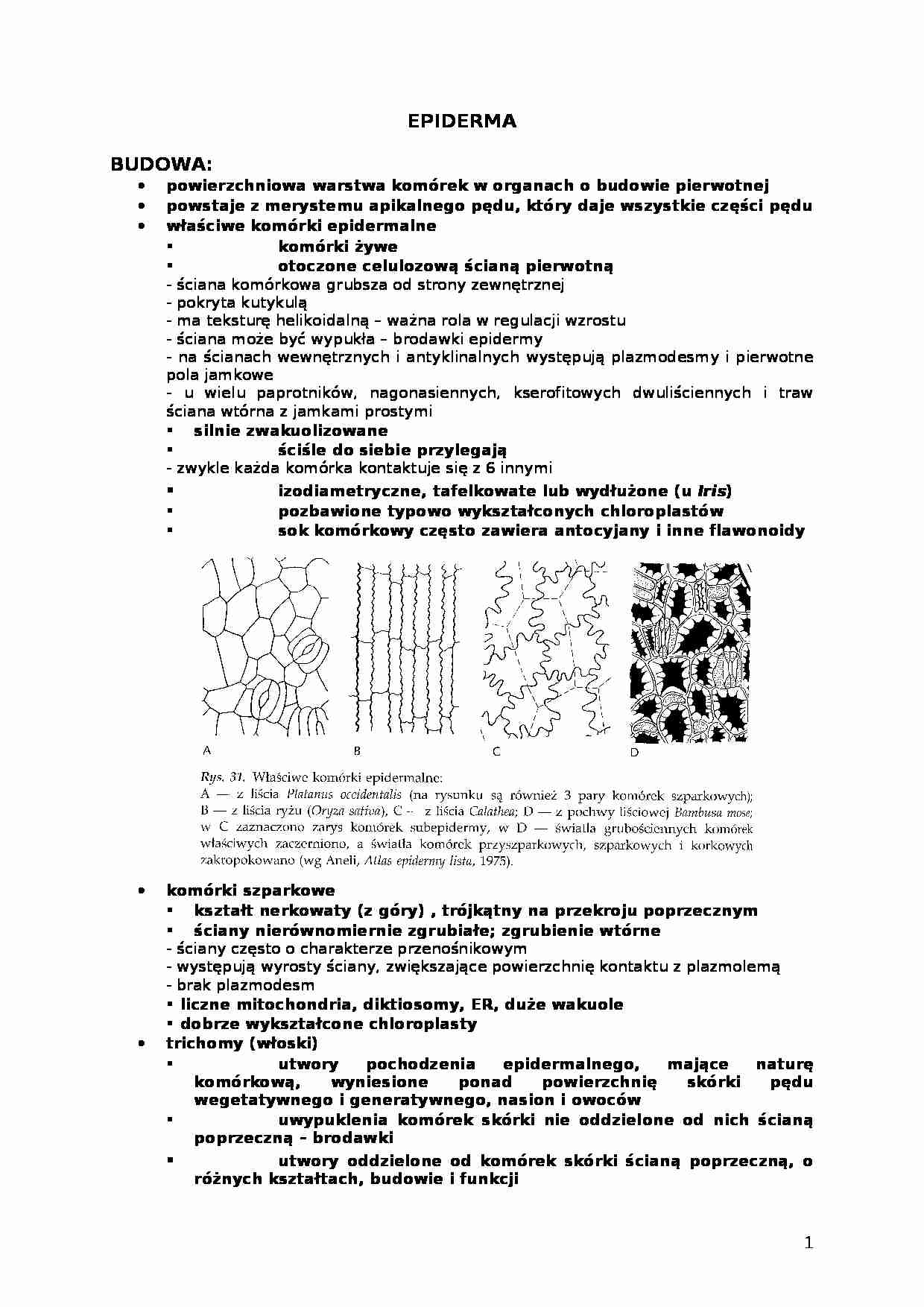 Epiderma i kolenchyma - strona 1