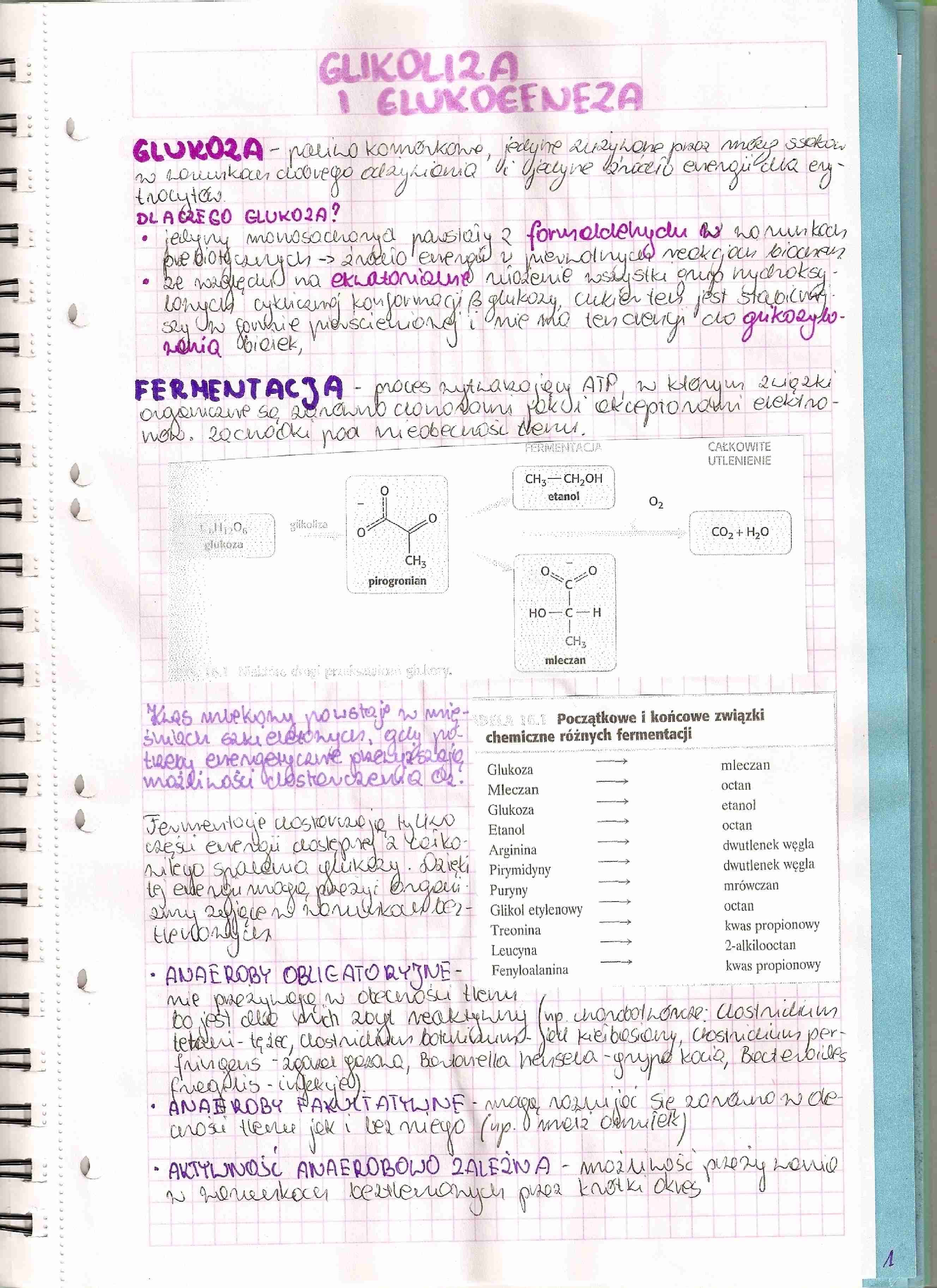 Glikoliza i glukoefneza - strona 1
