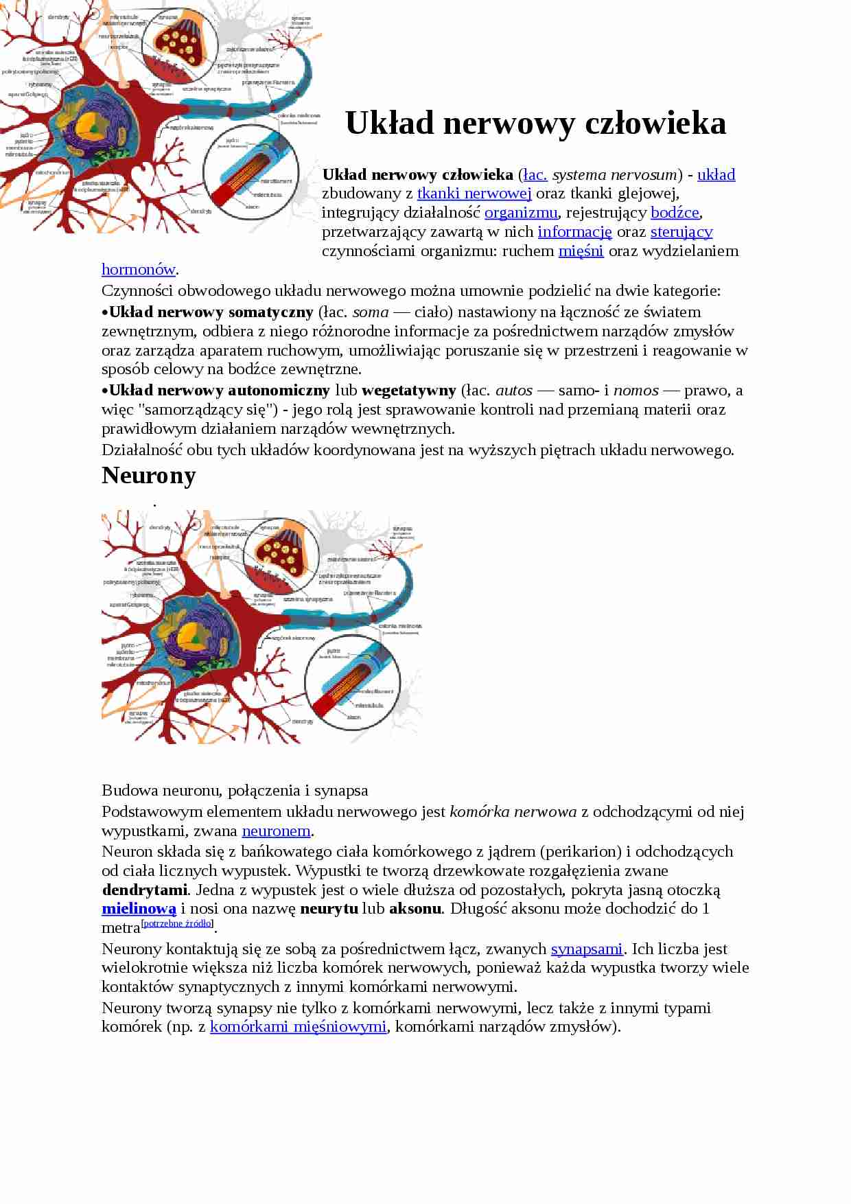 Układ nerwowy człowieka - strona 1