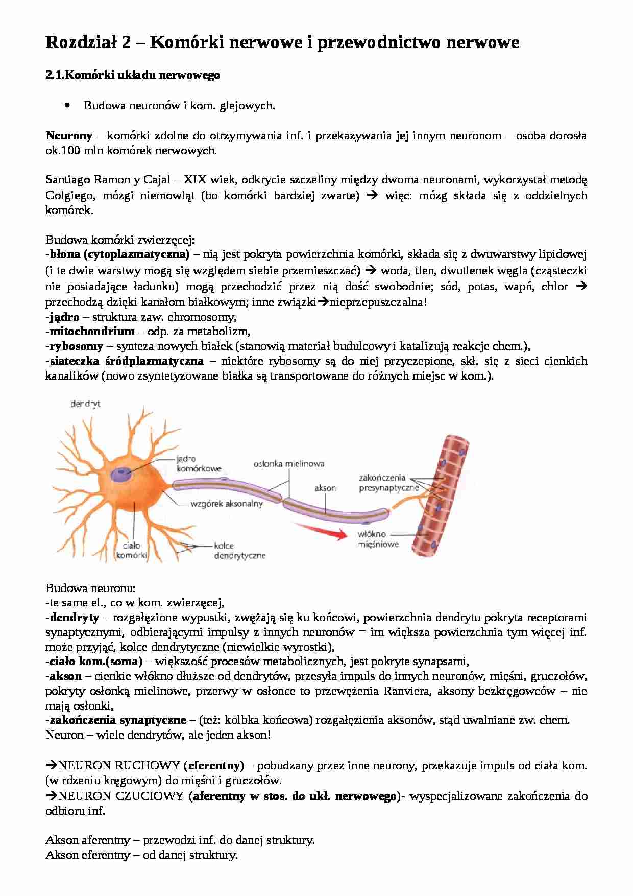 Kalat - komórki układu nerwowego i przewodnictwo nerwowe - strona 1