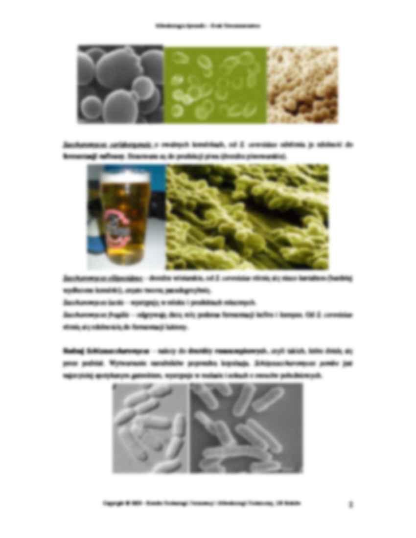 mikrobiologia, Ćwiczenie 6 - strona 2