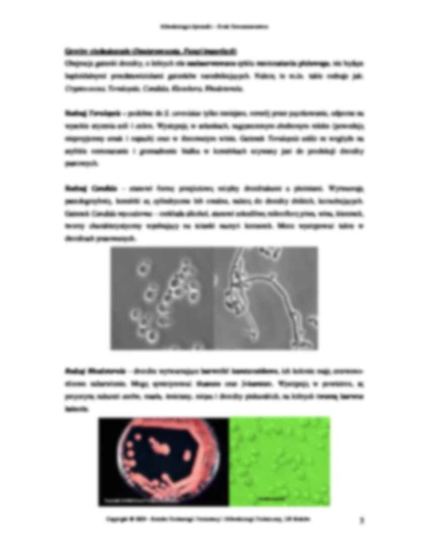 mikrobiologia, Ćwiczenie 6 - strona 3